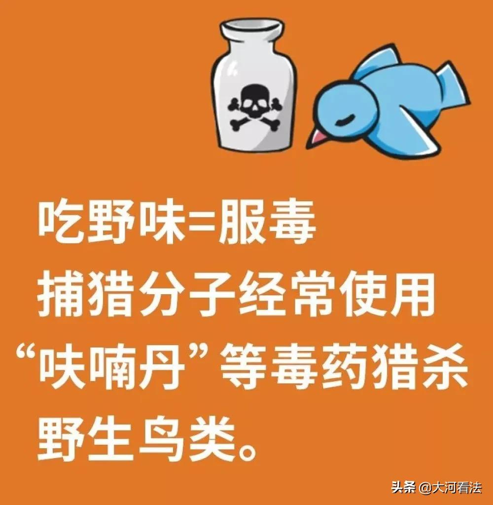 哪些动物属于野味,野生动物哪种最好吃