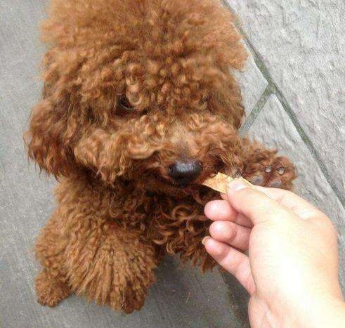 喜欢泰迪的你，在为爱犬挑选狗粮时，要掌握这些要点