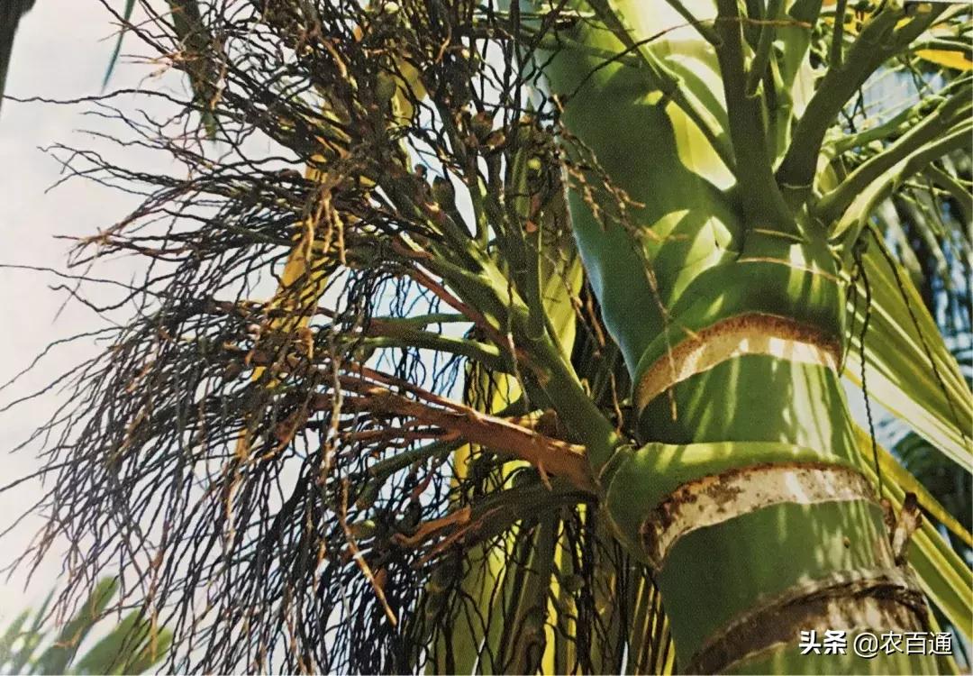 槟榔花穗脏脏的打什么药,槟榔穗枯病怎样造成的