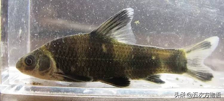 黑龙江特色养殖鱼类,黑龙江名贵鱼种图片