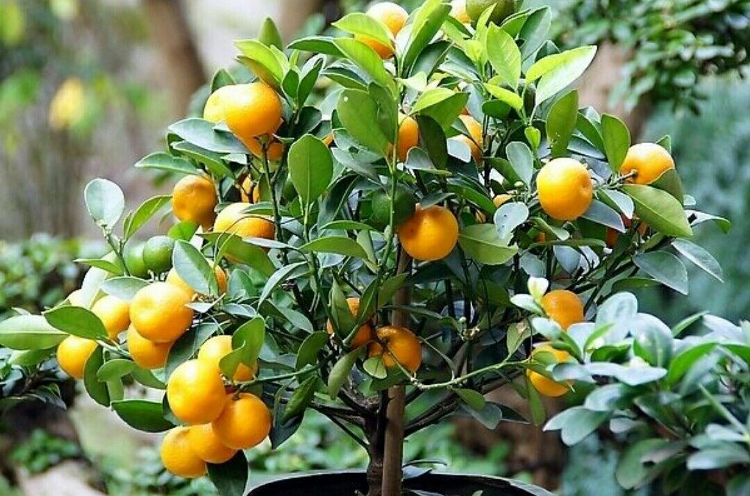 盆栽金桔掉叶掉果怎么办,盆栽金桔树冬天落叶落果