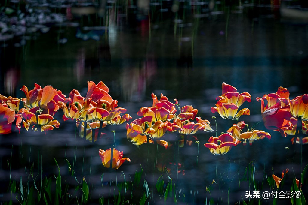 北京国际鲜花港门票优惠,北京国际鲜花港夏天
