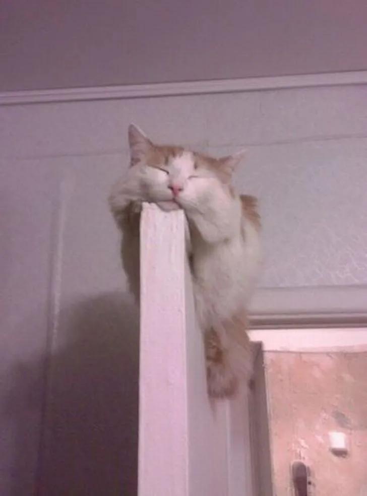 万万没想到猫咪是这样出现的,万万没想到猫