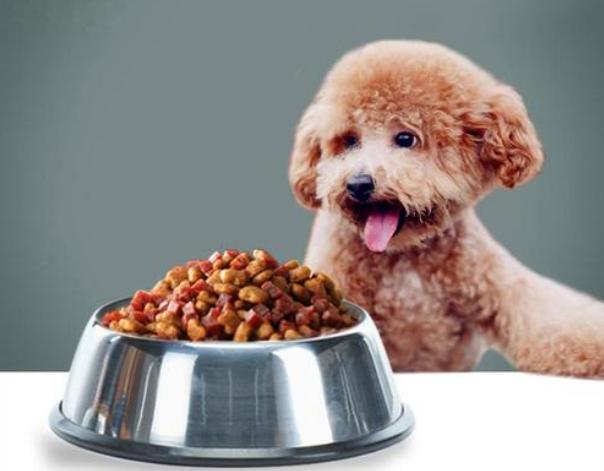 养泰迪犬的人应该知道这几件事情,养泰迪犬一个月正常开销