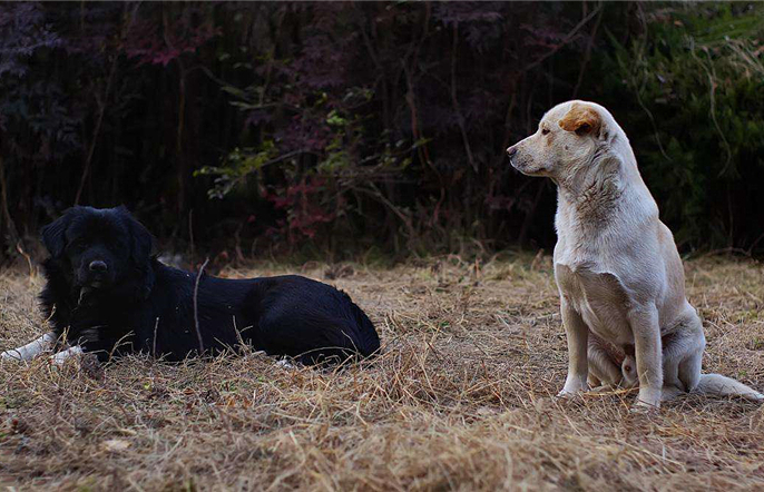 宠物狗为什么学狼叫呢,狗狗经常学狼叫是什么原因