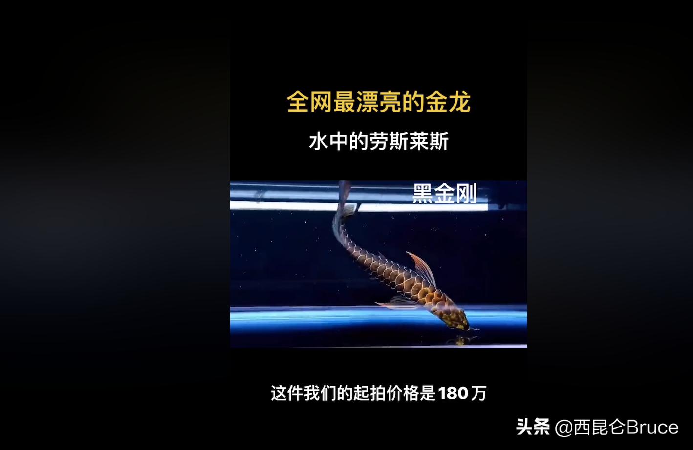 浜旇冻閲戦緳鍔虫柉鑾辨柉,閲戦緳鍔虫柉鑾辨柉