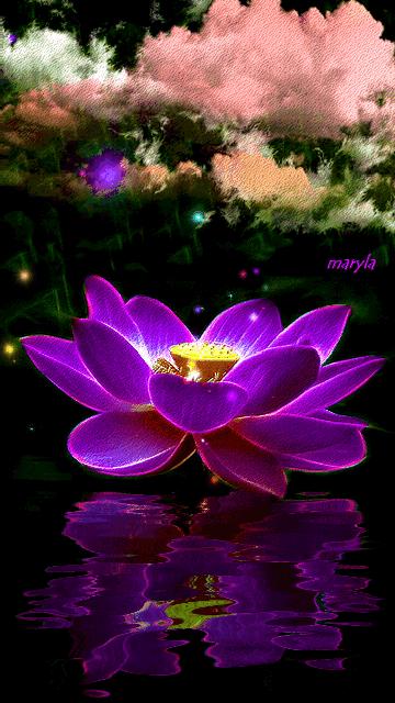 几十张绝美的图,绝美花的倒影100张图片