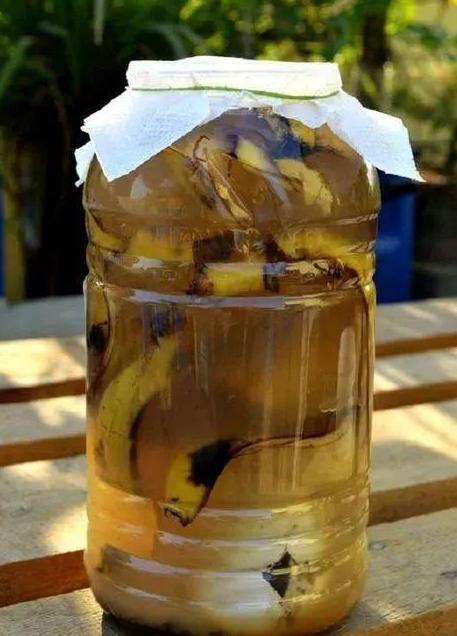 养花怎么养才能养根,养花先养根学一招就能撑爆盆