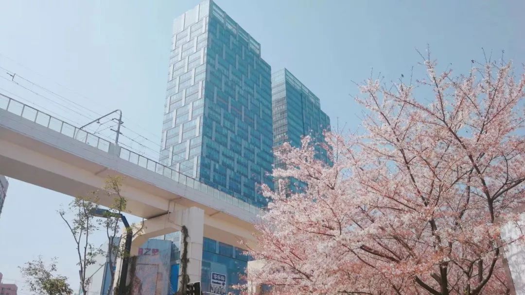 小众赏樱胜地,魔都赏樱旅游攻略