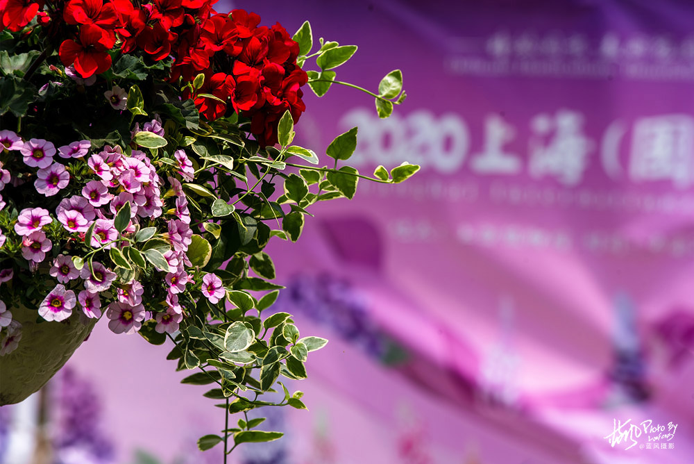 上海国际花展一览表,上海国际花展一览