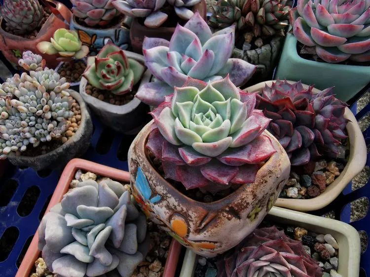 我和多肉,我与多肉