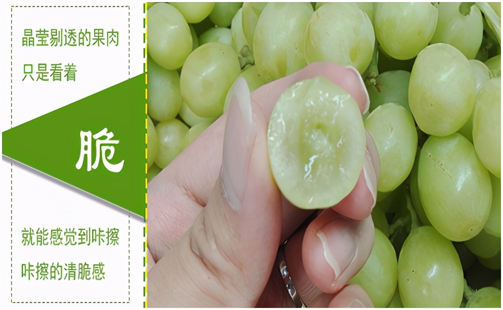 提子品种和介绍 (提子的品种都有哪些)