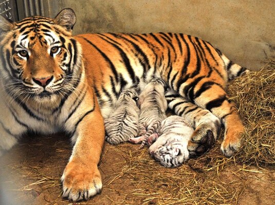 老虎的繁衍能力,老虎的繁衍模式