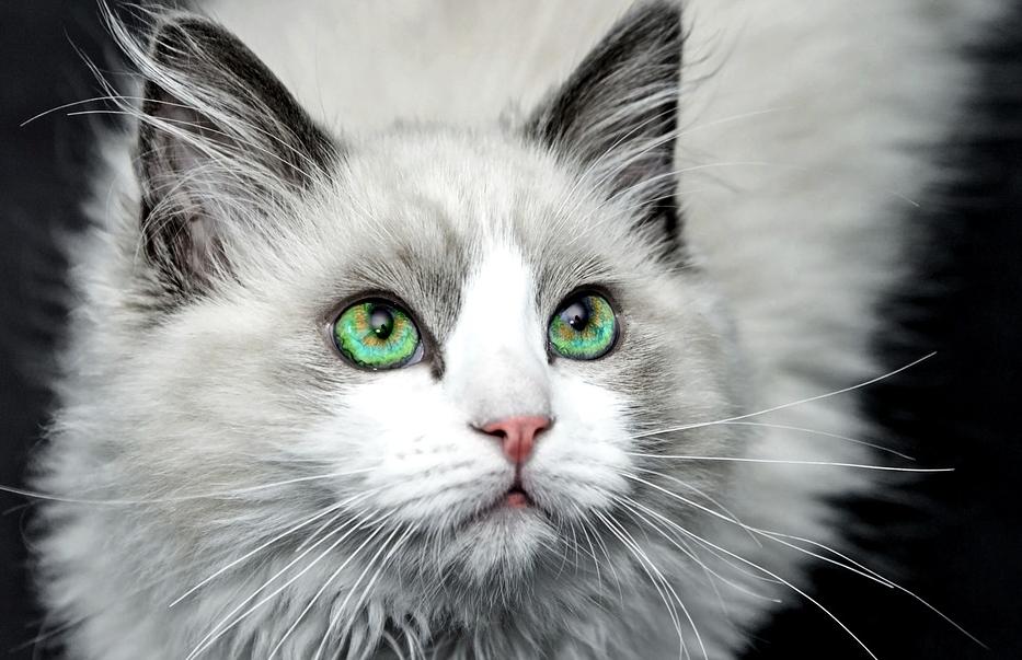 布偶猫在猫界的智商排行,世界第一公认仙女猫布偶猫