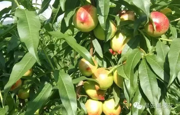 攀枝花哪种水果好吃 (攀枝花两种美味水果)