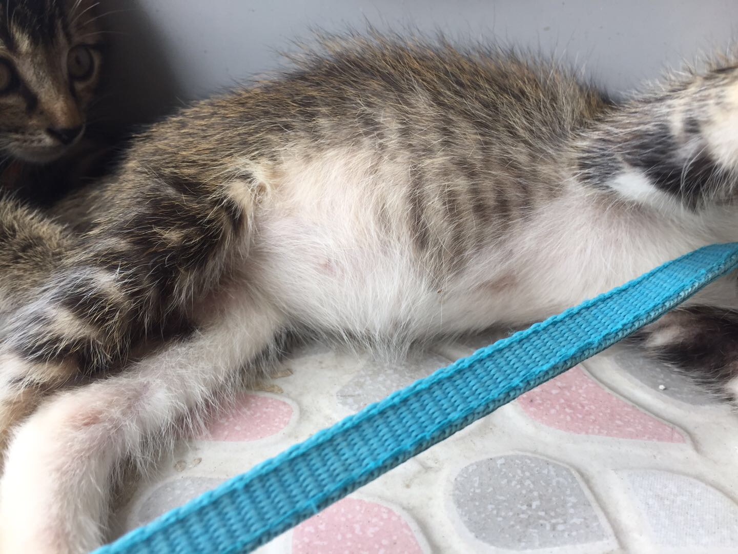 新手怎么选猫图解,新手选猫怎么避雷