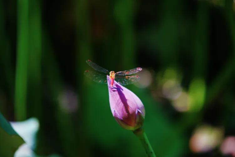 单反快速入门索尼,单反自动挡是哪个