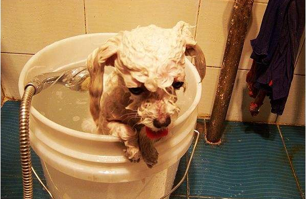 狗狗害怕洗澡怎么训练,狗狗害怕洗澡怎么训练它听话