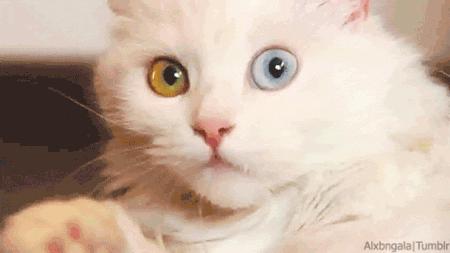 中华田园狮子猫多少钱一只,中华田园猫狮子猫蓝色眼睛