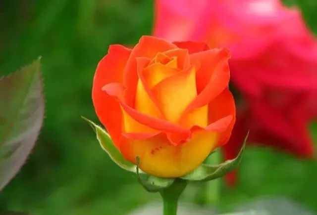 一万年一次的2020520;一起认识100种玫瑰~别送错啊