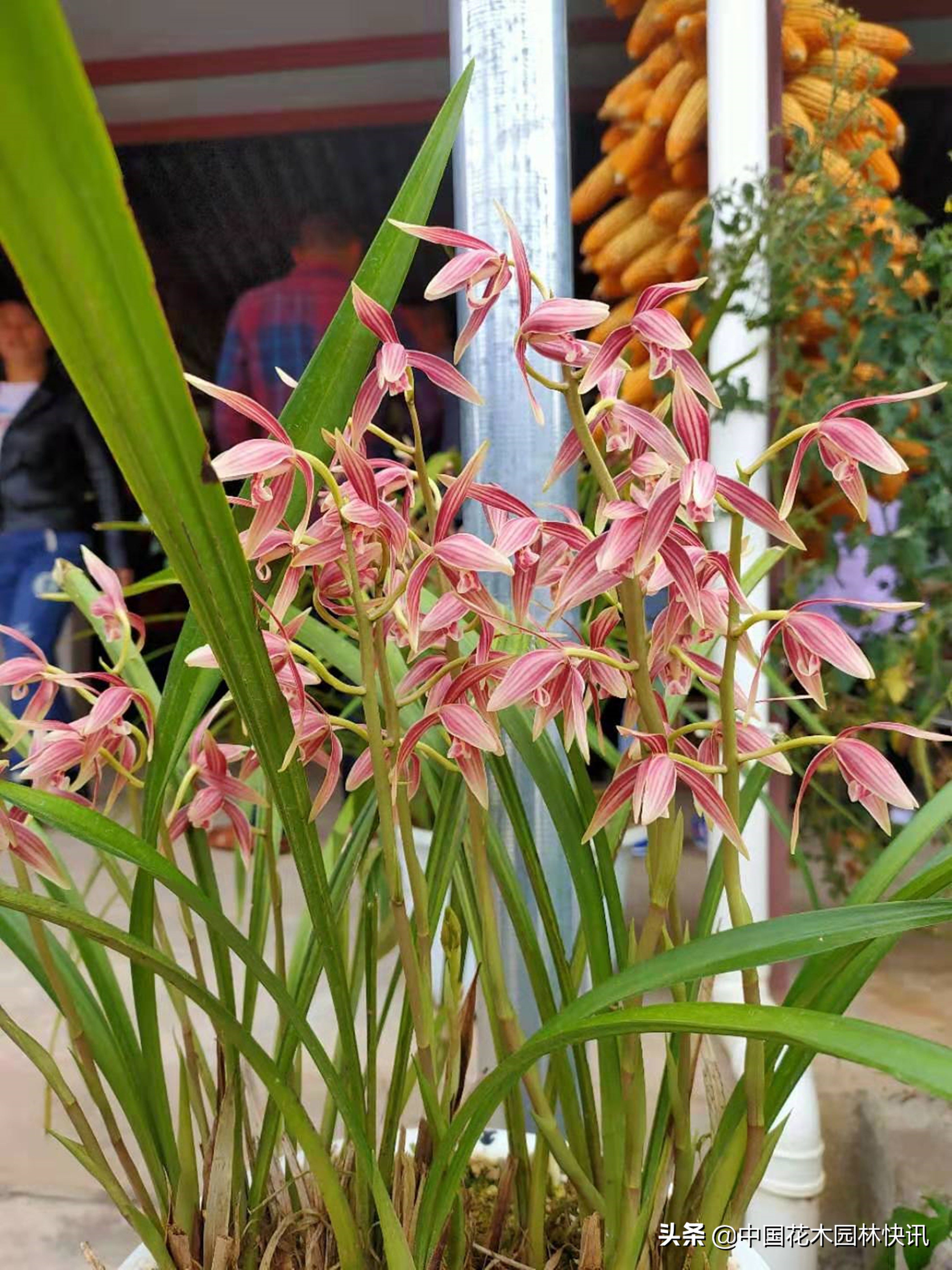 普洱南岛河村秋榜兰赏花会成功举办300盆原生种精品兰花同台比美