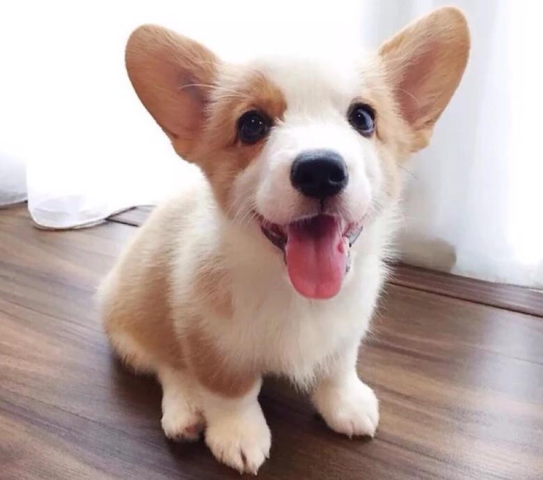 怎么给柯基配餐,如何正确为柯基搭配营养餐