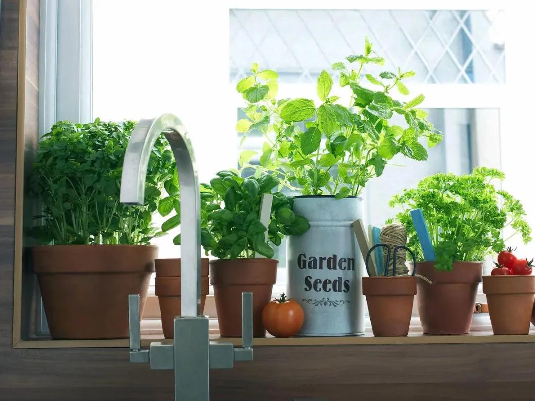 观花草本植物推荐,最具观赏性的观叶植物