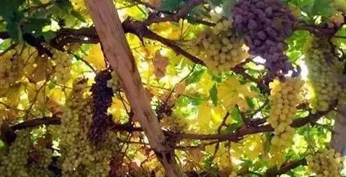 34个省市的文化符号有哪些 (人民日报34个省份文化符号)