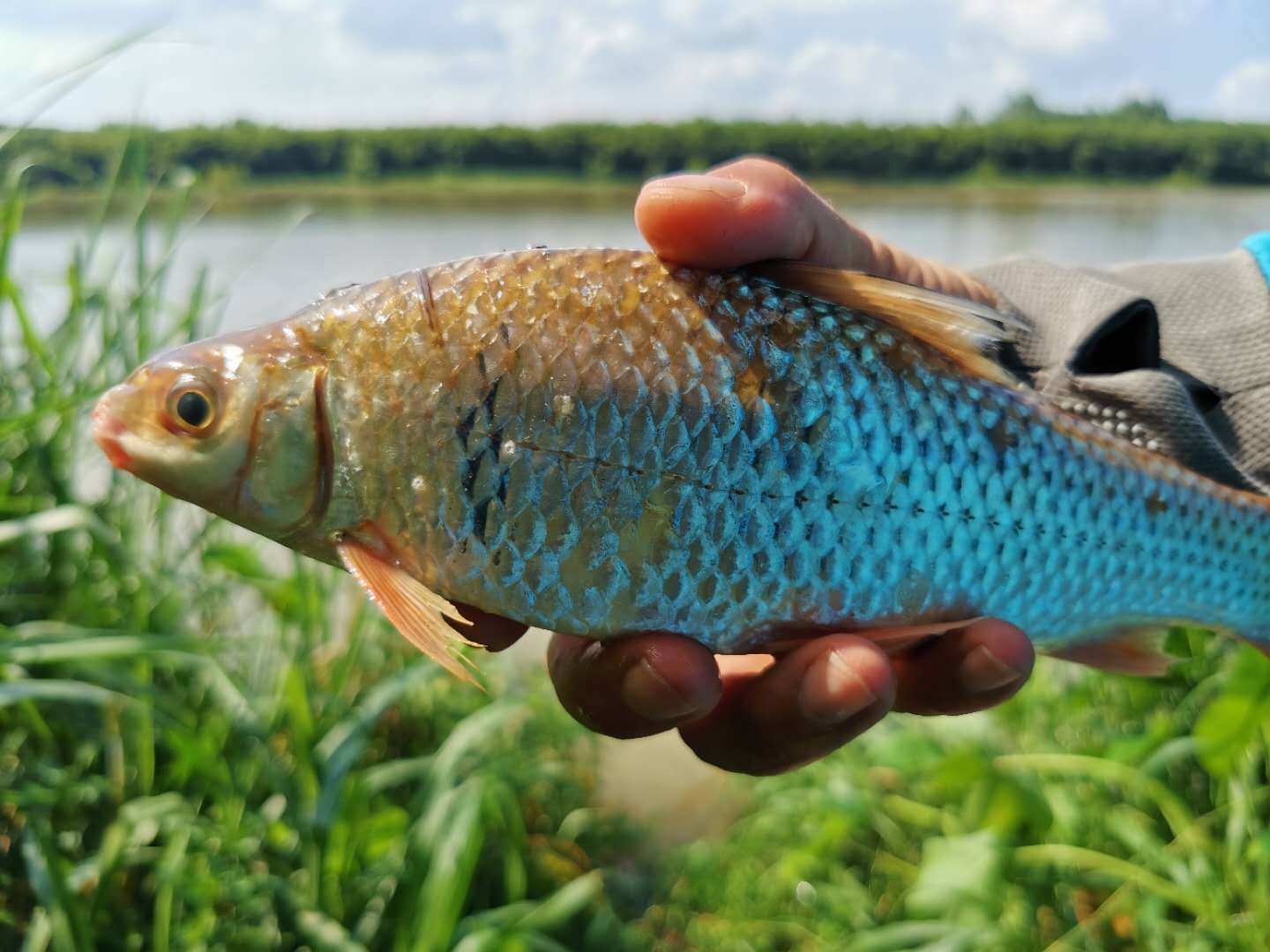 钓土鲮遇到小罗非多怎么办,小罗非闹窝用麻团钓法
