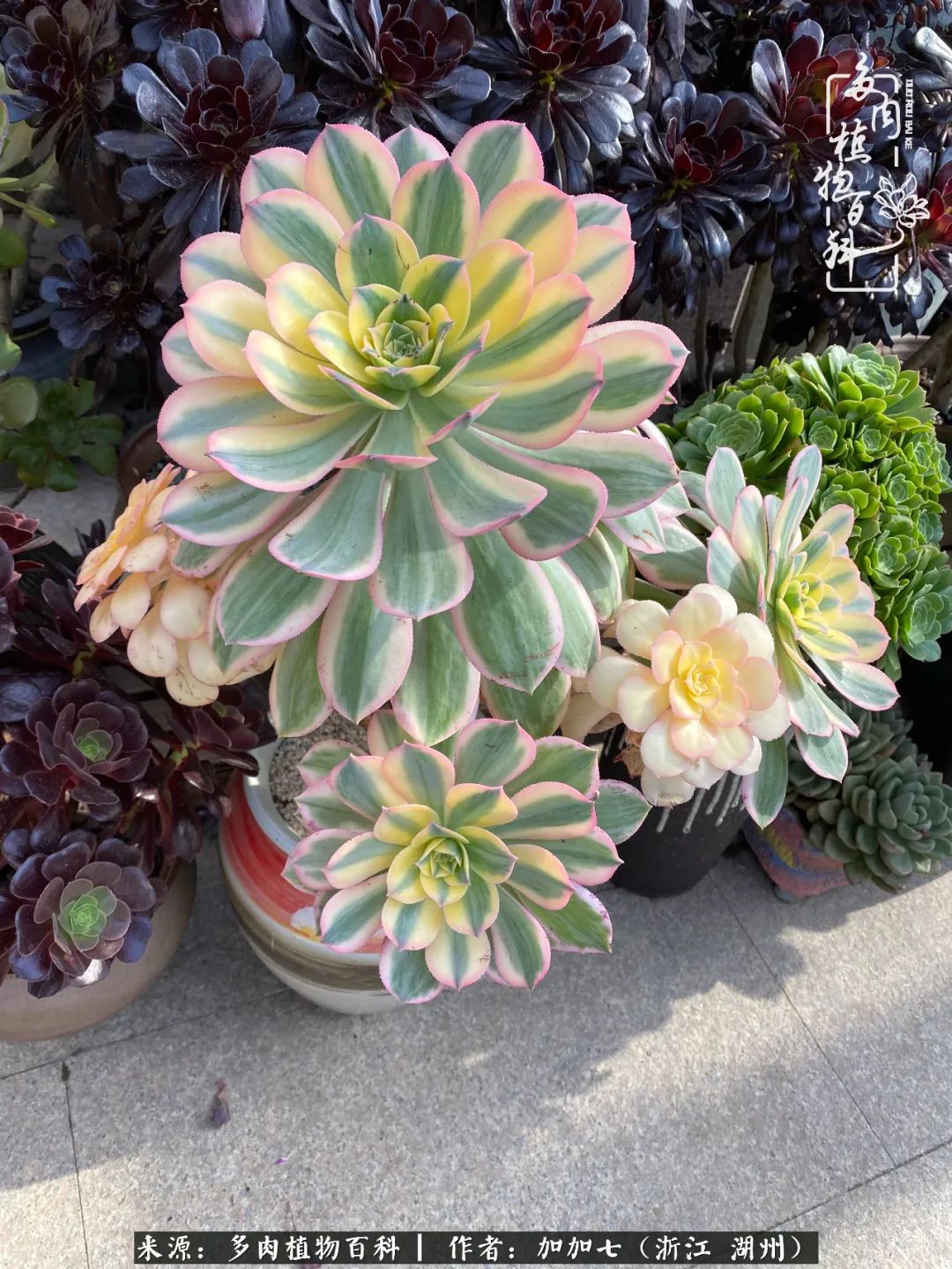 没根的法师夏天怎么养,五法师阵容