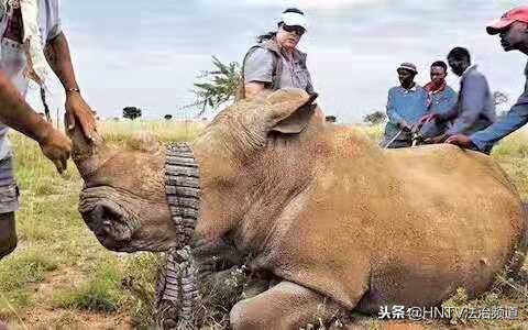 南非富翁饲养野生犀牛，取犀牛角合法买卖