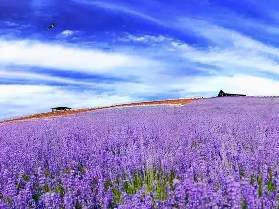 芳香皇后——植物非试管高效快繁技术快速繁殖太空薰衣草