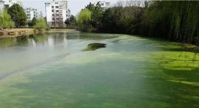 养蟹塘水浑处理方法,河蟹池塘浑水怎么处理