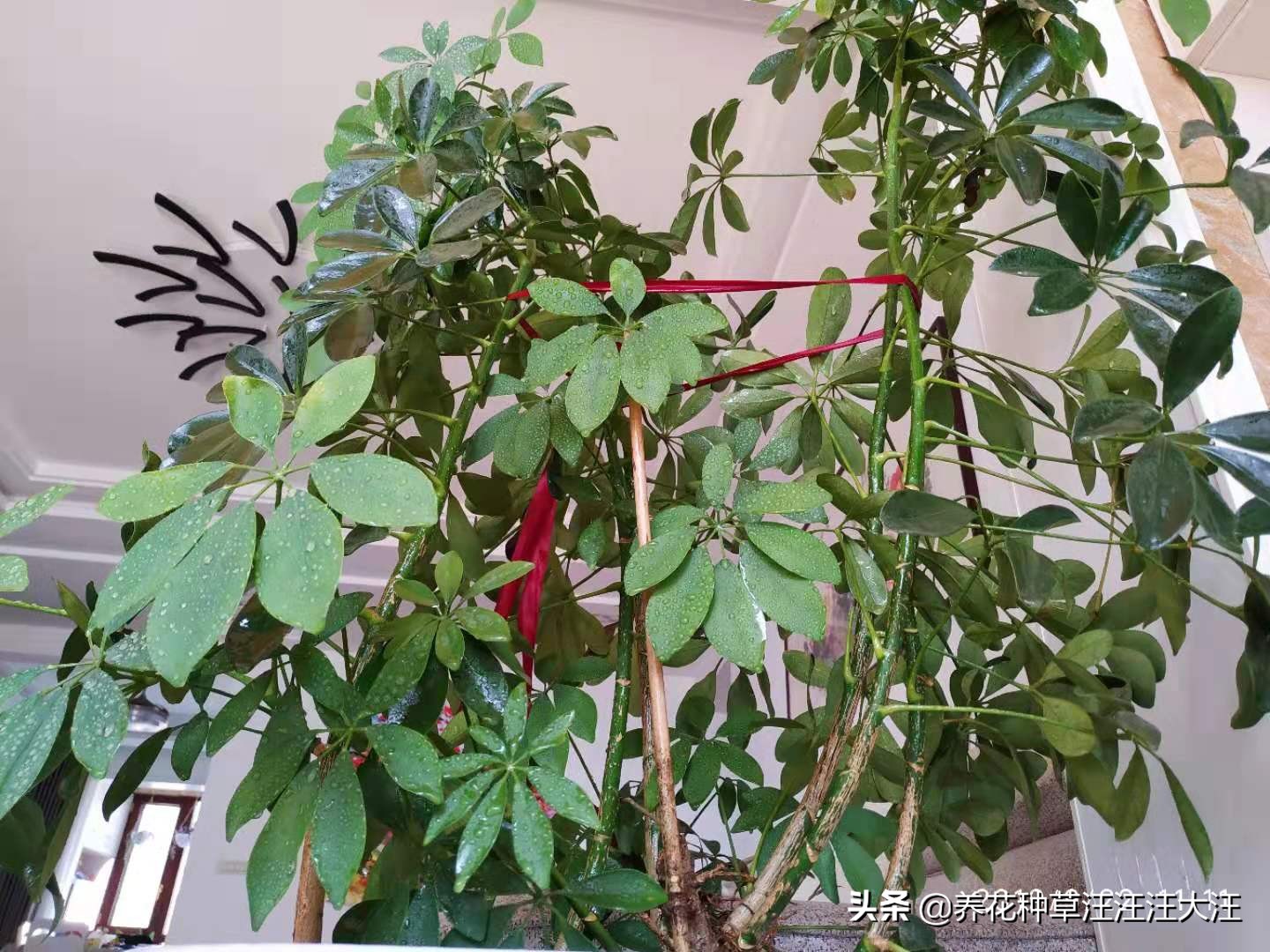 八方来财怎么养才能枝繁叶茂,八方来财叶子发黄脱落怎样挽救