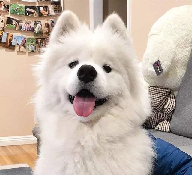 萨摩耶的颜值在狗狗眼中,萨摩耶颜值最高的狗