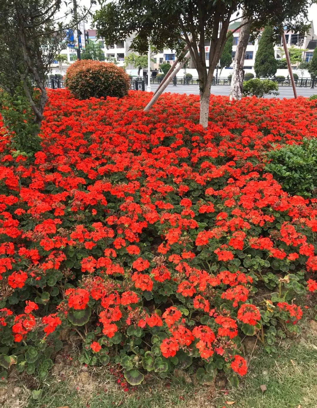 天竺葵怎么扦插容易成活图片,冬季天竺葵扦插怎样成活率高