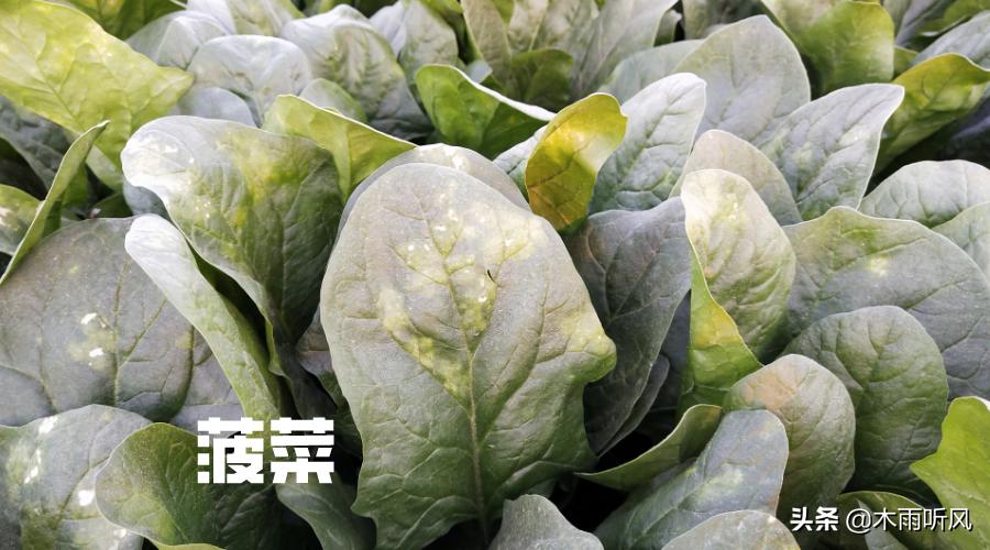 菠菜叶子黄和死根怎么办,菠菜叶子黄是缺什么