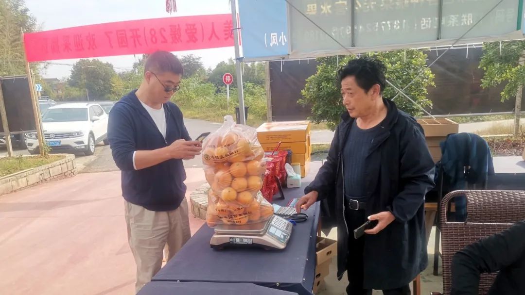 溧阳十万斤草莓,红美人溧阳