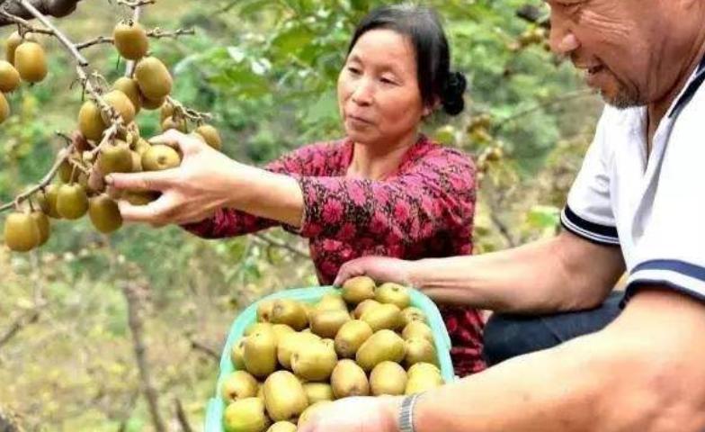 猕猴桃怎么快速变软能吃,猕猴桃硬果怎么吃法
