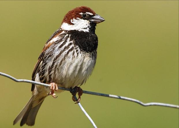广东常见鸟类图谱和名称图文,东江揽胜鸟类