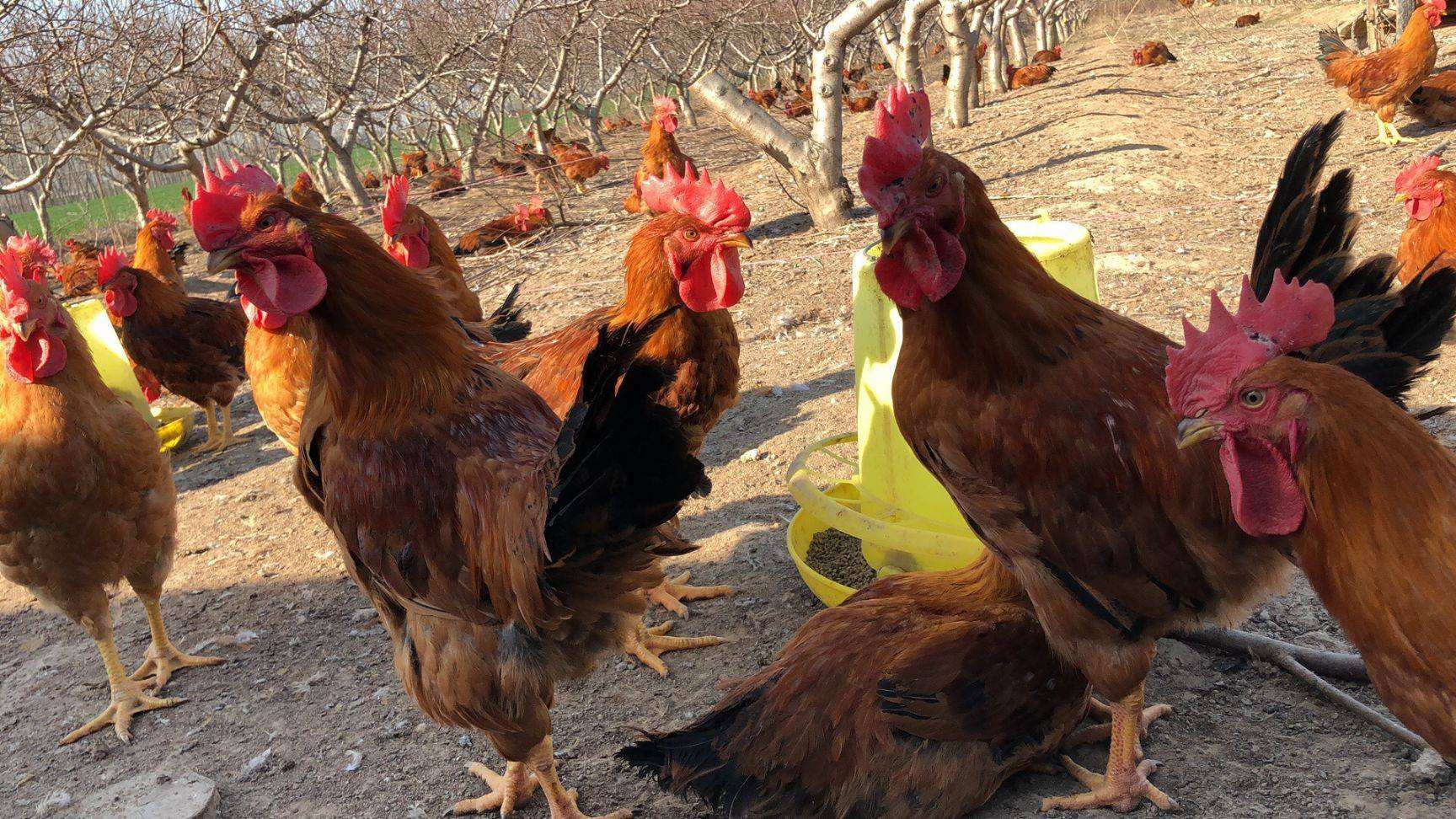 鸡爪肿是什么原因引起,鸡爪肿了站立不稳怎么办