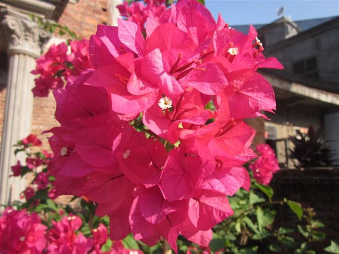 三角梅10大勤花品种，不用控水，一年到头有开不完的花