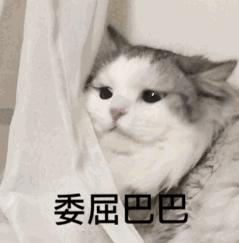 “煮了几天饭后,我在米缸里挖到了猫屎...”