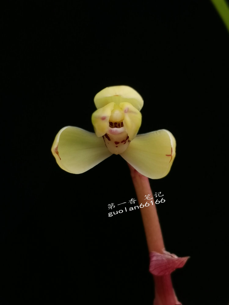 「花开欣赏」0340：春兰定缘梅单花竞开