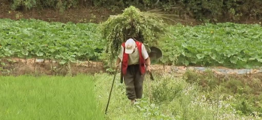 40岁老黄牛流泪帮主人养大9个子女,老牛替老头养育九个儿女