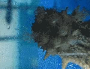 除了能提高人体免疫力，这个“肥宅”还是海底清道夫