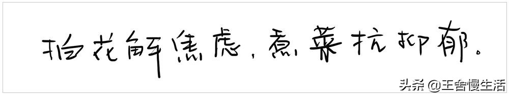 一年四季都可以吃的豌豆尖,野生豌豆尖正确采摘