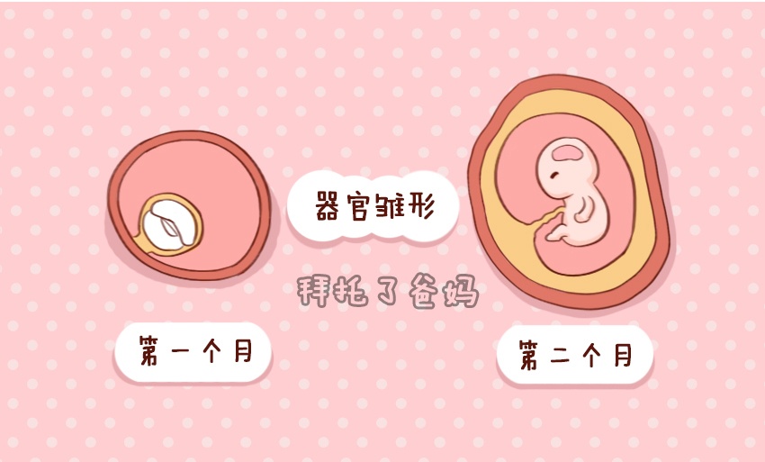 胎儿在肚子里一般什么时候发育,胎儿在妈妈肚子里怎么发育的