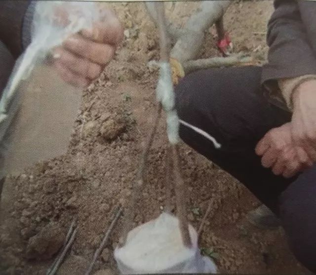 低产苹果树的改造方法,老富士苹果树改造