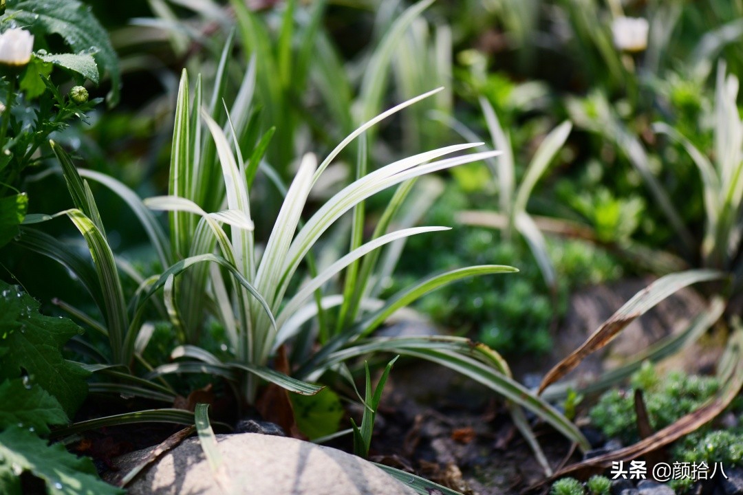 花园里的银边麦冬太好看，竟然被偷了|园丁